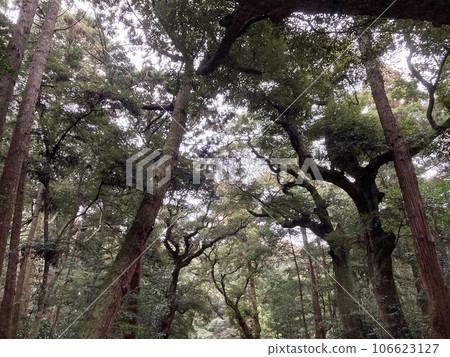 這是茨城縣鹿島市鹿島神宮內道上的一棵樹。 這是茨城縣鹿島市鹿島神宮內道上的一棵樹。 106623127