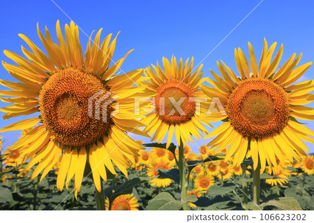 sunflower 5637 sunflower 5637 106623202