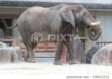 非洲大象 106623233