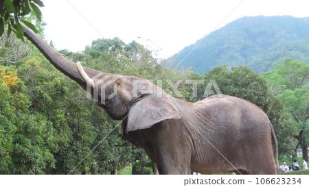 African elephant 106623234