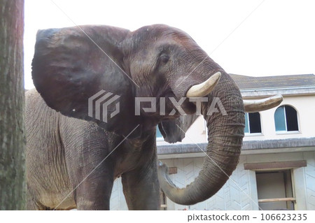 非洲大象 106623235
