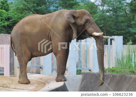 非洲大象 106623236