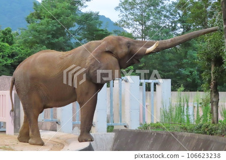 非洲大象 106623238