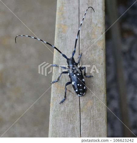 Long-horned beetle, native species 106623242