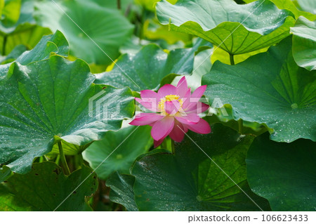 lotus 3270 106623433