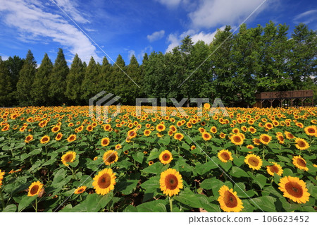 Sunflower field 5717 106623452