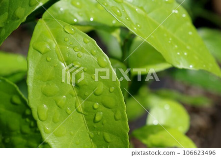 雨後清新的綠檸檬葉圖像背景 雨後清新的綠檸檬葉圖像背景 106623496