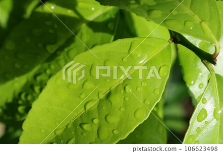雨後清新的綠檸檬葉圖像背景 106623498