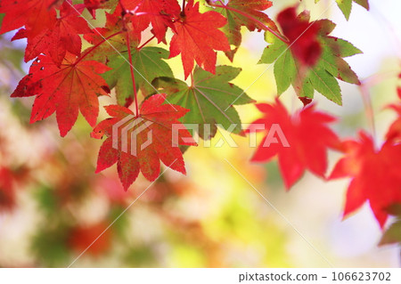 A cute maple with autumn leaves 106623702