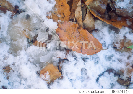 fallen leaves on the snow 106624144