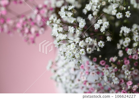 White and pink gypsophila 106624227