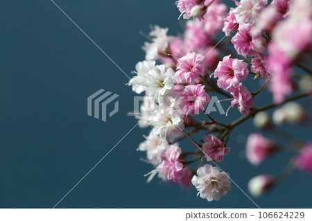 White and pink gypsophila 106624229