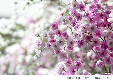 White and pink gypsophila White and pink gypsophila 106624230