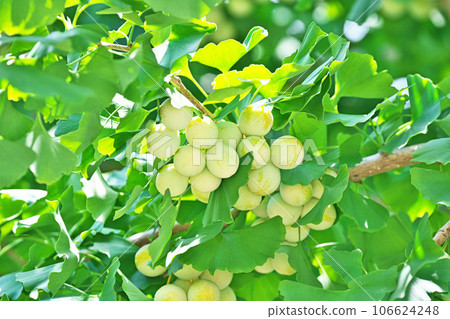 Ginkgo fruit starting to change color (summer, August) Ginkgo fruit starting to change color (summer, August) 106624248