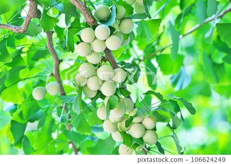 銀杏果開始變色(夏季、八月) 銀杏果開始變色(夏季、八月) 106624249