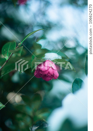 山茶花山茶花在下雪天 山茶花山茶花在下雪天 106624270