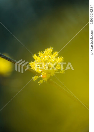 Flower of Sanshui Flower of Sanshui 106624284