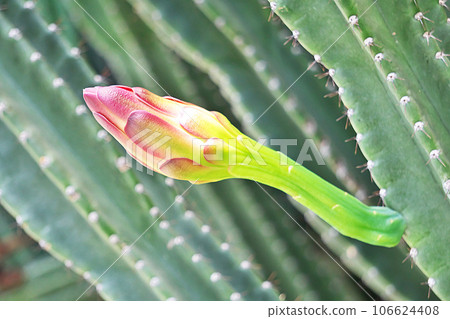 Hashira cactus bud (summer, August) Hashira cactus bud (summer, August) 106624408