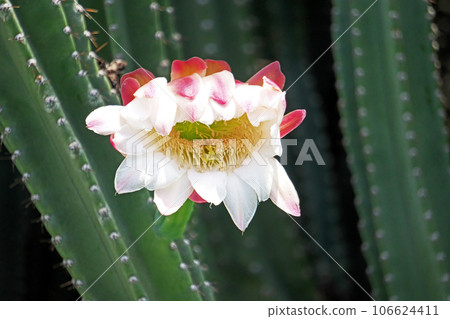 White Hashira cactus flowers (summer, August) 106624411