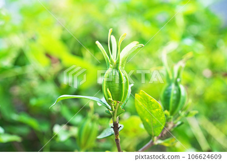 綠色梔子花果實(夏季、八月) 綠色梔子花果實(夏季、八月) 106624609