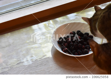 A mackerel tiger cat and a pheasant cat smelling blackberries in the bay window of a log house 106625058