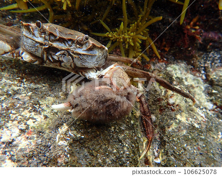 Crab living in the sea Crab living in the sea 106625078