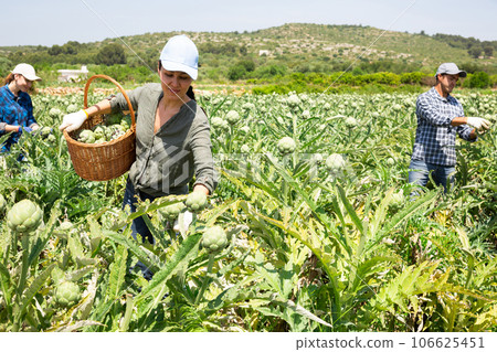 Female gardener harvesting fresh artichokes on plantation 106625451