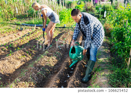 Young gardener watering vegetable plants in home garden 106625452