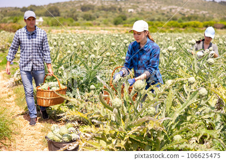 Caucasian woman plantation worker picking artichokes on vegetable field 106625475