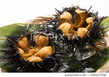 [Sanriku/Miyagi Prefecture] Gaze sea urchin 106625496