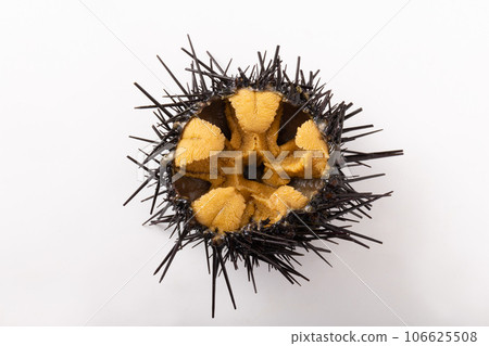 [三陸/宮城縣] Gazeuni 106625508