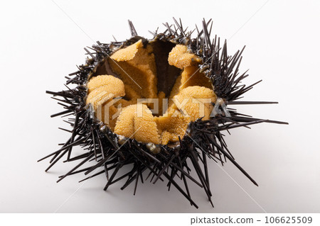 [Sanriku/Miyagi Prefecture] Gaze sea urchin 106625509
