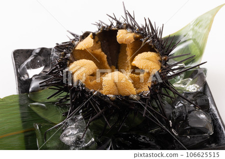 [Sanriku/Miyagi Prefecture] Gaze sea urchin 106625515