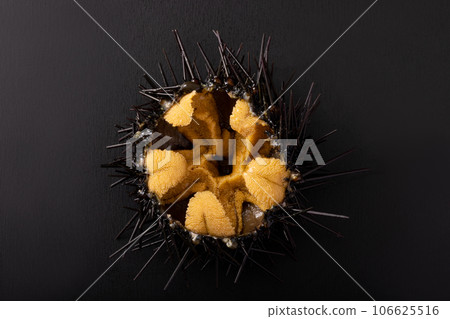 [Sanriku/Miyagi Prefecture] Gaze sea urchin 106625516