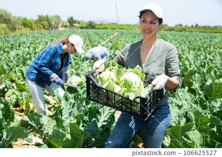 Asian female farmer with box of ripe cauliflower on plantation Asian female farmer with box of ripe cauliflower on plantation 106625527
