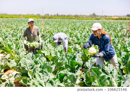 Female gardeners harvesting fresh cauliflowers on plantation Female gardeners harvesting fresh cauliflowers on plantation 106625546