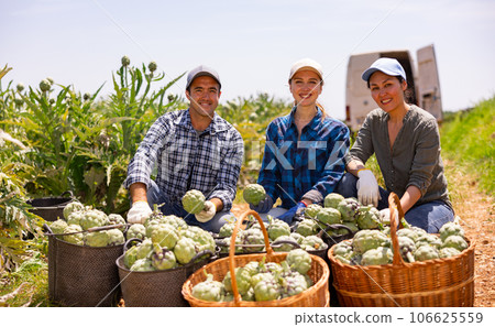 Gardeners squatting at buckets full of artichokes 106625559