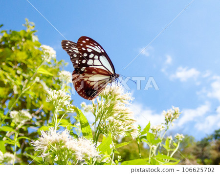 Migrating butterfly Asagimadara Migrating butterfly Asagimadara 106625702