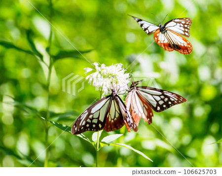 Migrating butterfly Asagimadara Migrating butterfly Asagimadara 106625703