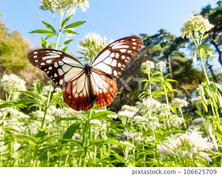 Migrating butterfly Asagimadara 106625709