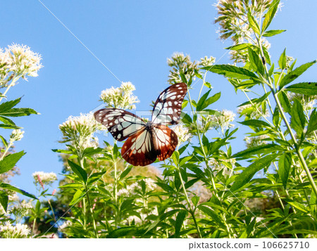 Migrating butterfly Asagimadara 106625710