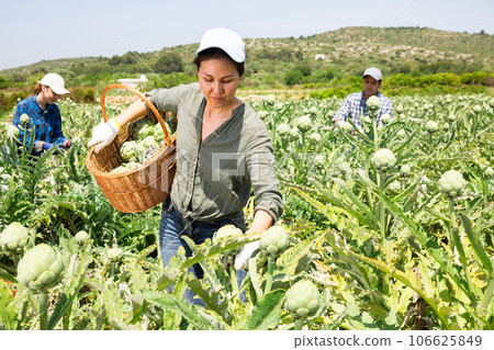 Asian woman plantation worker picking artichokes on vegetable field Asian woman plantation worker picking artichokes on vegetable field 106625849