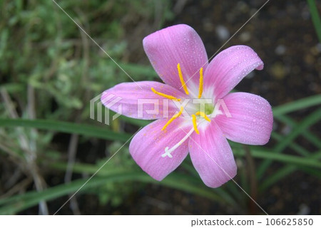花園裡盛開的藏紅花莫多基 花園裡盛開的藏紅花莫多基 106625850