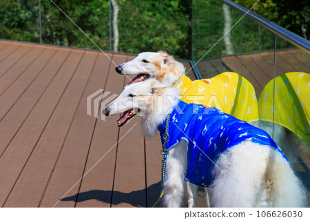 Parent and child of Borzoi dog wearing blue and yellow clothes 106626030