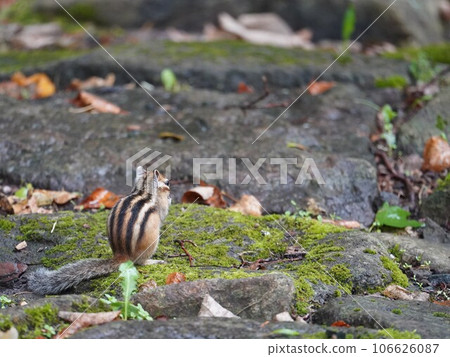 一隻可愛的花栗鼠，背上有五條紋 106626087