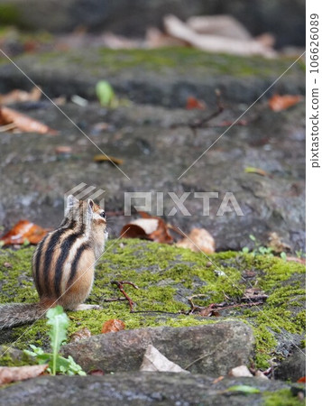 一隻可愛的花栗鼠，背上有五條紋 106626089