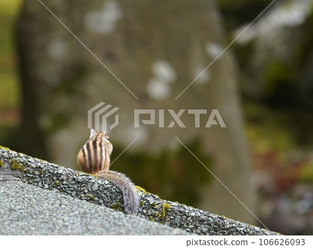 A cute chipmunk with five stripes on its back A cute chipmunk with five stripes on its back 106626093