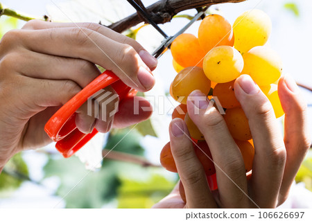 Enjoy seasonal grape picking Enjoy seasonal grape picking 106626697