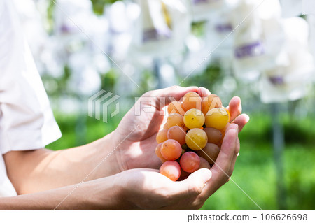 Enjoy seasonal grape picking Enjoy seasonal grape picking 106626698