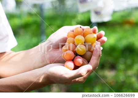 Enjoy seasonal grape picking 106626699